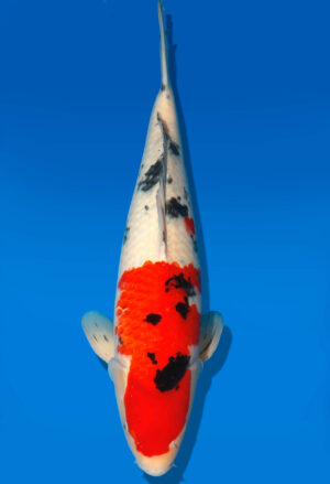 Koi Auktion Dainichi Sanke Nisai MrBig male 54cm T11-0485