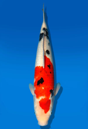 Koi Auktion Dainichi Sanke Nisai MrBig male 43cm T11-0484