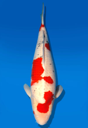 Koi Auktion Dainichi Sanke Nisai MrBig male 60cm T11-0483