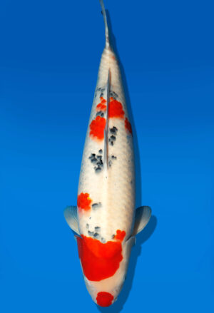 Koi Auktion Dainichi Sanke Nisai MrBig female 57cm T11-0482