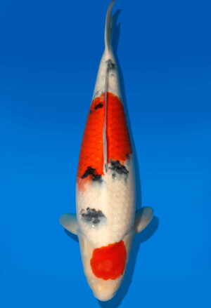Koi Auktion Dainichi Sanke Nisai MrBig female 50cm T11-0453