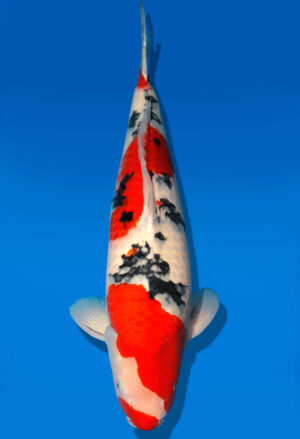 Koi Auktion Dainichi Sanke Nisai MrBig male 57cm T11-0481