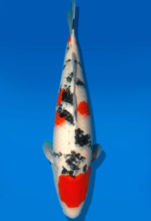 Koi Auktion Dainichi Sanke Nisai MrBig female 56cm T11-0480