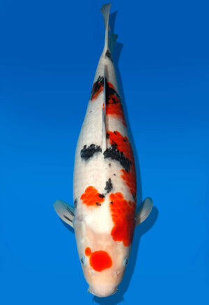 Koi Auktion Dainichi Sanke Nisai MrBig female 50cm T11-0479