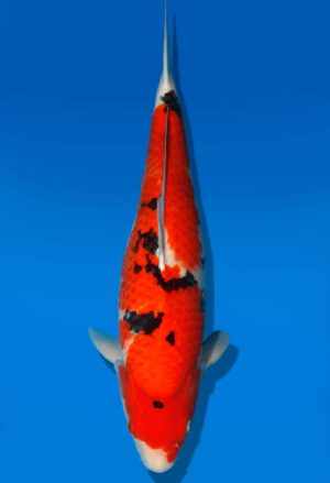Koi Auktion Dainichi Sanke Nisai MrBig male 54cm T11-0478