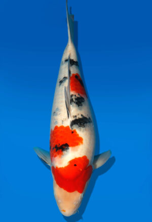Koi Auktion Dainichi Sanke Nisai MrBig female 50cm T11-0477