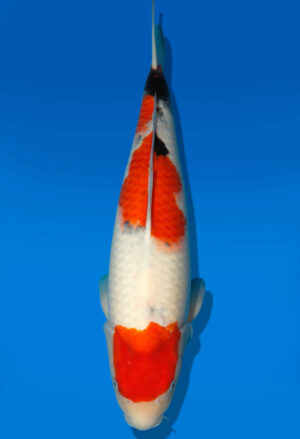 Koi Auktion Dainichi Sanke Nisai MrBig female 55cm T11-0476