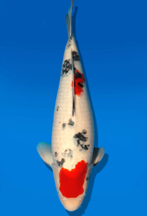 Koi Auktion Dainichi Sanke Nisai MrBig female 52cm T11-0475