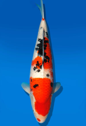 Koi Auktion Dainichi Sanke Nisai MrBig female 49cm T11-0474
