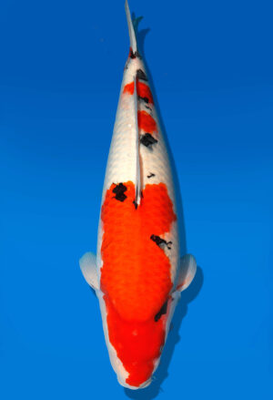 Koi Auktion Dainichi Sanke Nisai MrBig female 61cm T11-0473