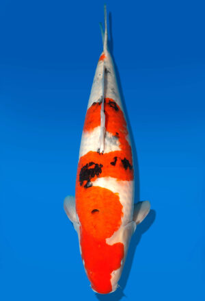 Koi Auktion Dainichi Sanke Nisai MrBig female 66cm T11-0460