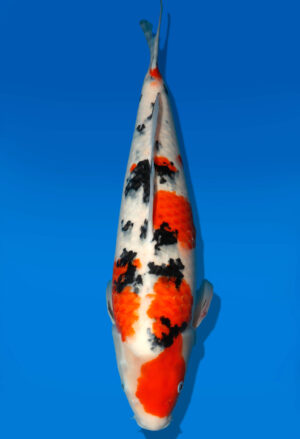 Koi Auktion Dainichi Sanke Nisai MrBig female 50cm T11-0463