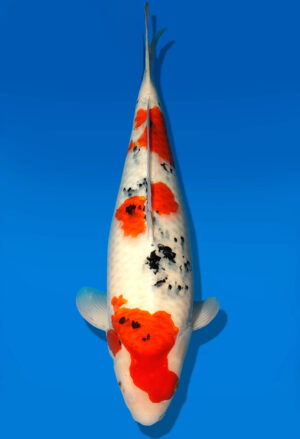 Koi Auktion Dainichi Sanke Nisai MrBig female 59cm T11-0458