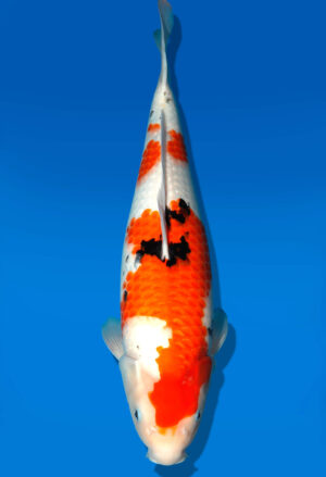 Koi Auktion Dainichi Sanke Nisai MrBig male 50cm T11-0459