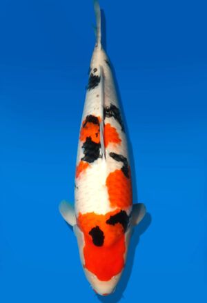 Koi Auktion Dainichi Sanke Nisai MrBig female 65cm T11-0461