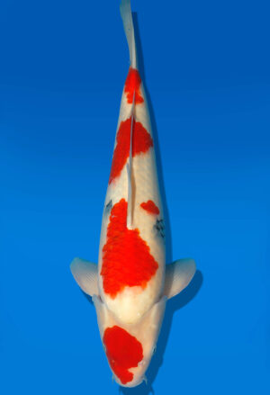 Koi Auktion Dainichi Sanke Nisai MrBig male 48cm T11-0462