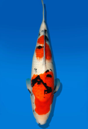 Koi Auktion Dainichi Sanke Nisai MrBig female 48cm T11-0464