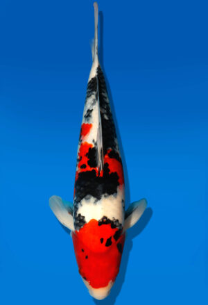 Koi Auktion Dainichi Sanke Nisai MrBig male 42cm T11-0465