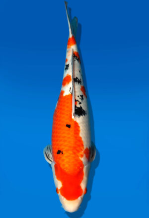 Koi Auktion Dainichi Sanke Nisai MrBig male 55cm T11-0466
