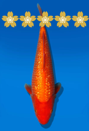 Koi Auktion Dainichi GinrinBenigoi Tosai XGinrinKohaku - 26cm GT5-0514