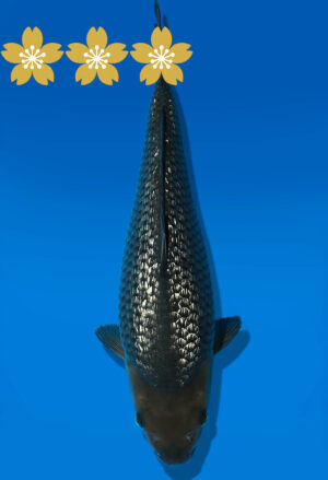 Koi Auktion Dainichi GinrinSoragoi Tosai G.Soragoi - 31cm GT4-0508