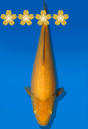 Koi Auktion Dainichi Karashigoi Tosai YellowMonkey - 30cm GT4-0509