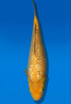 Koi Auktion Dainichi GinrinKarashigoi Tosai YellowMonkey - 30cm GT5-0510