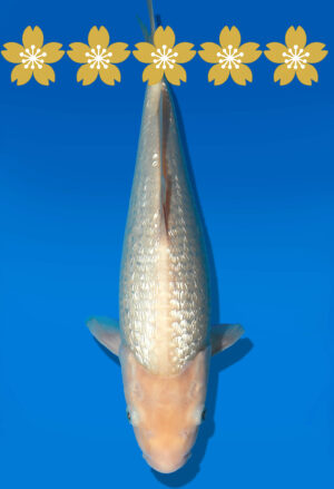 Koi Auktion Dainichi GinrinShiro Tosai WhiteMonkey - 30cm GT5-0511