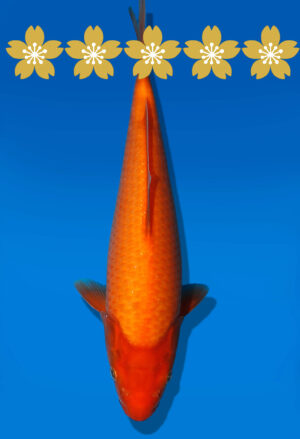 Koi Auktion Dainichi Benigoi Tosai RedTiger - 26cm GT5-0513