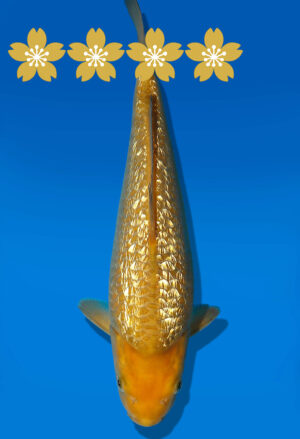 Koi Auktion Dainichi GinrinChagoi Tosai BrownMonkey - 29cm GT6-0515