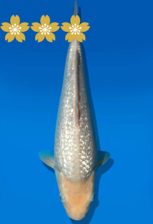 Koi Auktion Dainichi GinrinShiro Tosai WhiteMonkey - 29cm GT6-0516