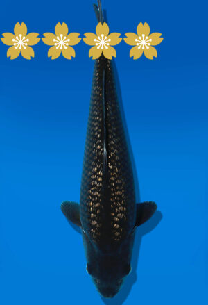 Koi Auktion Dainichi BlackDiamond Tosai BlackDiamond - 29cm GT6-0518