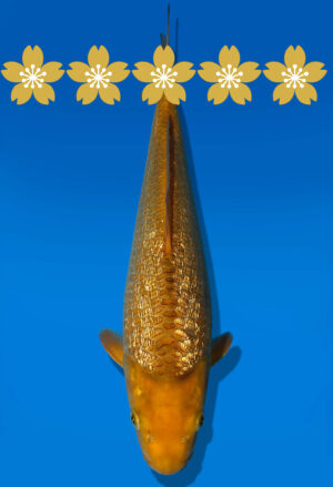 Koi Auktion Dainichi GinrinChagoi Tosai BrownMonkey - 31cm GT2-0493