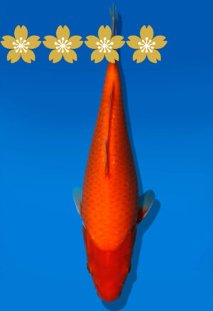 Koi Auktion Dainichi Benigoi Tosai RedTiger - 23cm GT2-0494