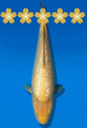 Koi Auktion Dainichi GinrinKarashigoi Tosai YellowMonkey - 31cm GT2-0495