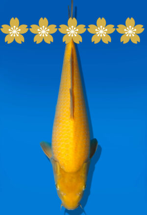 Koi Auktion Dainichi Karashigoi Tosai YellowMonkey - 32cm GT2-0496