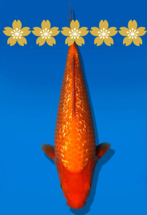 Koi Auktion Dainichi GinrinBenigoi Tosai XGinrinKohaku - 28cm GT2-0497