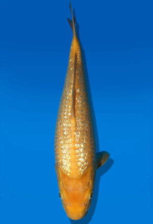 Koi Auktion Dainichi GinrinKarashigoi Tosai YellowMonkey - 32cm GT3-0500