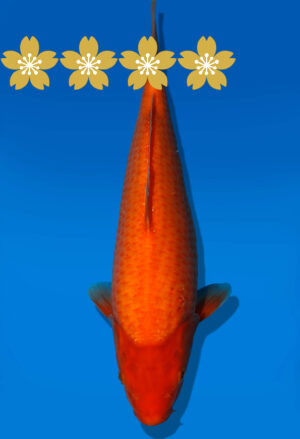 Koi Auktion Dainichi Benigoi Tosai RedTiger - 28cm GT3-0501