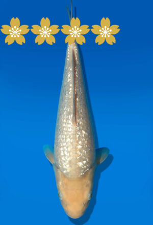 Koi Auktion Dainichi GinrinShiro Tosai WhiteMonkey - 28cm GT3-0504