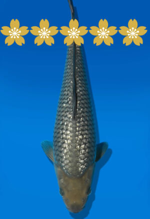 Koi Auktion Dainichi GinrinSoragoi Tosai G.Soragoi - 31cm GT3-0503