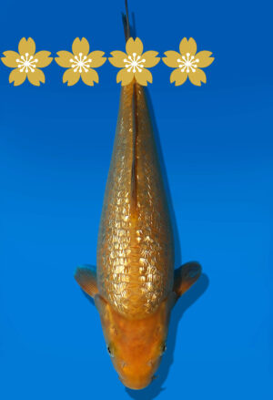 Koi Auktion Dainichi GinrinChagoi Tosai BrownMonkey - 31cm GT4-0505