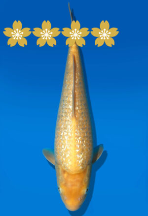 Koi Auktion Dainichi GinrinKarashigoi Tosai YellowMonkey - 29cm GT4-0506