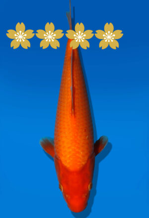 Koi Auktion Dainichi Benigoi Tosai RedTiger - 29cm GT1-0491