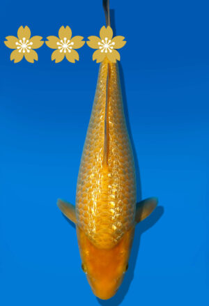 Koi Auktion Dainichi GinrinKarashigoi Tosai YellowMonkey - 29cm GT1-0489