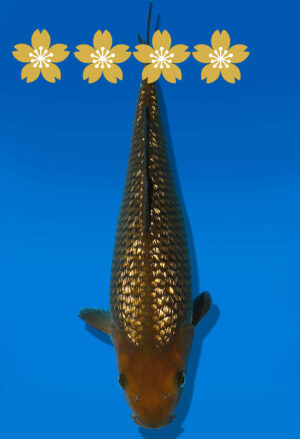 Koi Auktion Dainichi GinrinChagoi Tosai BrownMonkey - 31cm GT1-0488