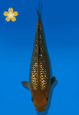 Koi Auktion Dainichi GinrinChagoi Tosai BrownMonkey - 22cm GT5-0512