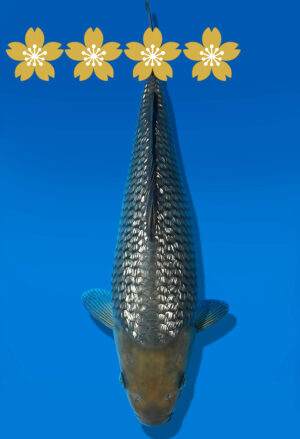 Koi Auktion Dainichi GinrinSoragoi Tosai G.Soragoi - 30cm GT1-0487