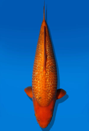 Koi Auktion Dainichi GinrinChagoi Nisai Diamond female 55cm NN6-0520