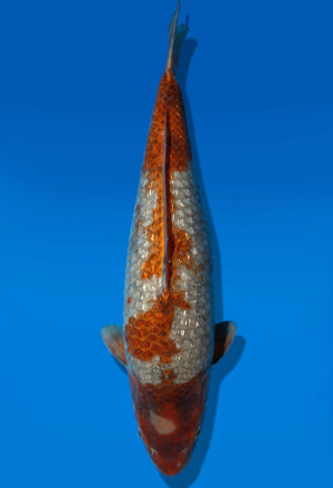 Koi Auktion Dainichi GinrinOtchiba Nisai Diamond female 51cm T14-0521